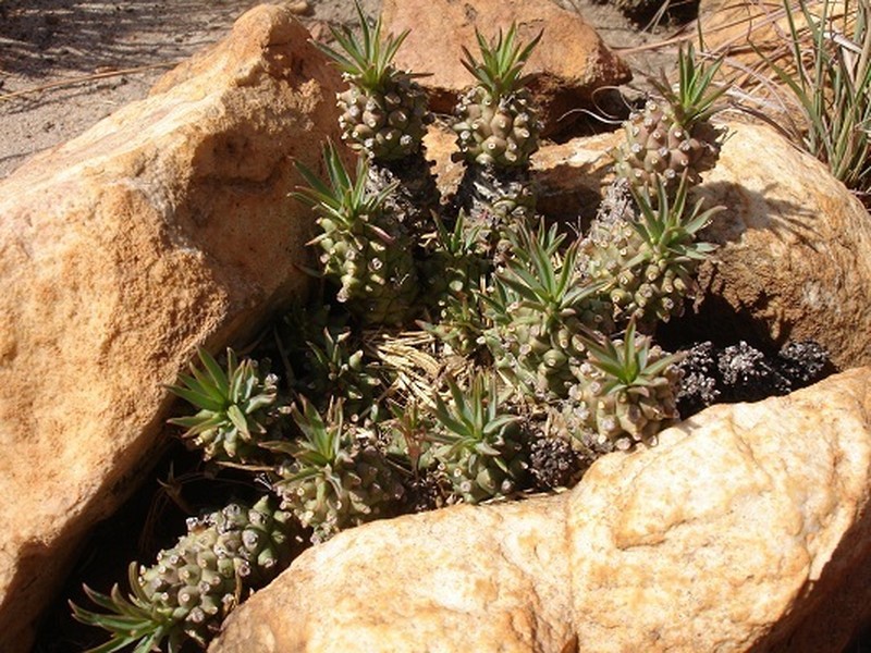 Euphorbia davyi photo 2