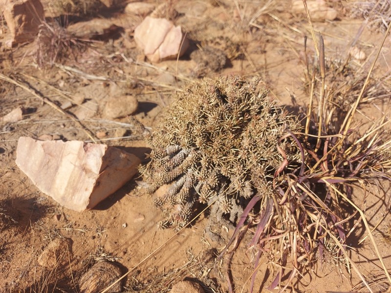 Euphorbia davyi photo 3