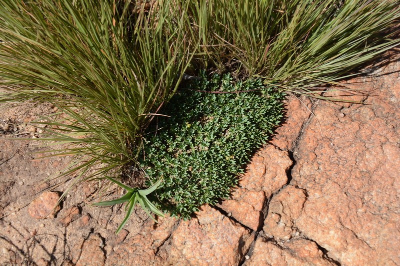 Euphorbia davyi photo 4