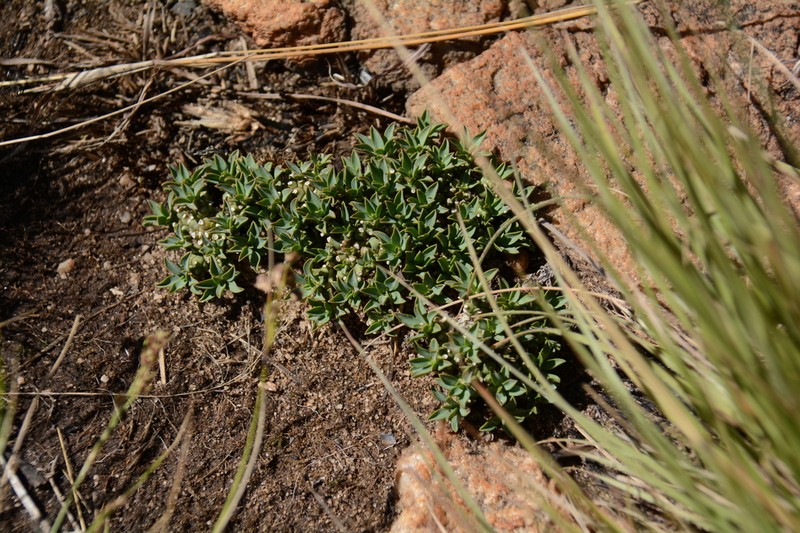 Euphorbia davyi photo 5