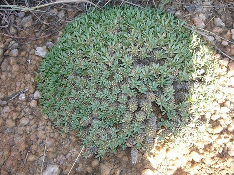 Euphorbia davyi photo 7