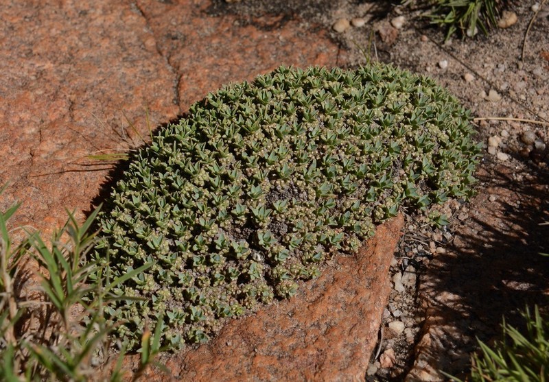 Euphorbia davyi photo 8