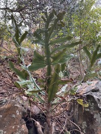Euphorbia dawei