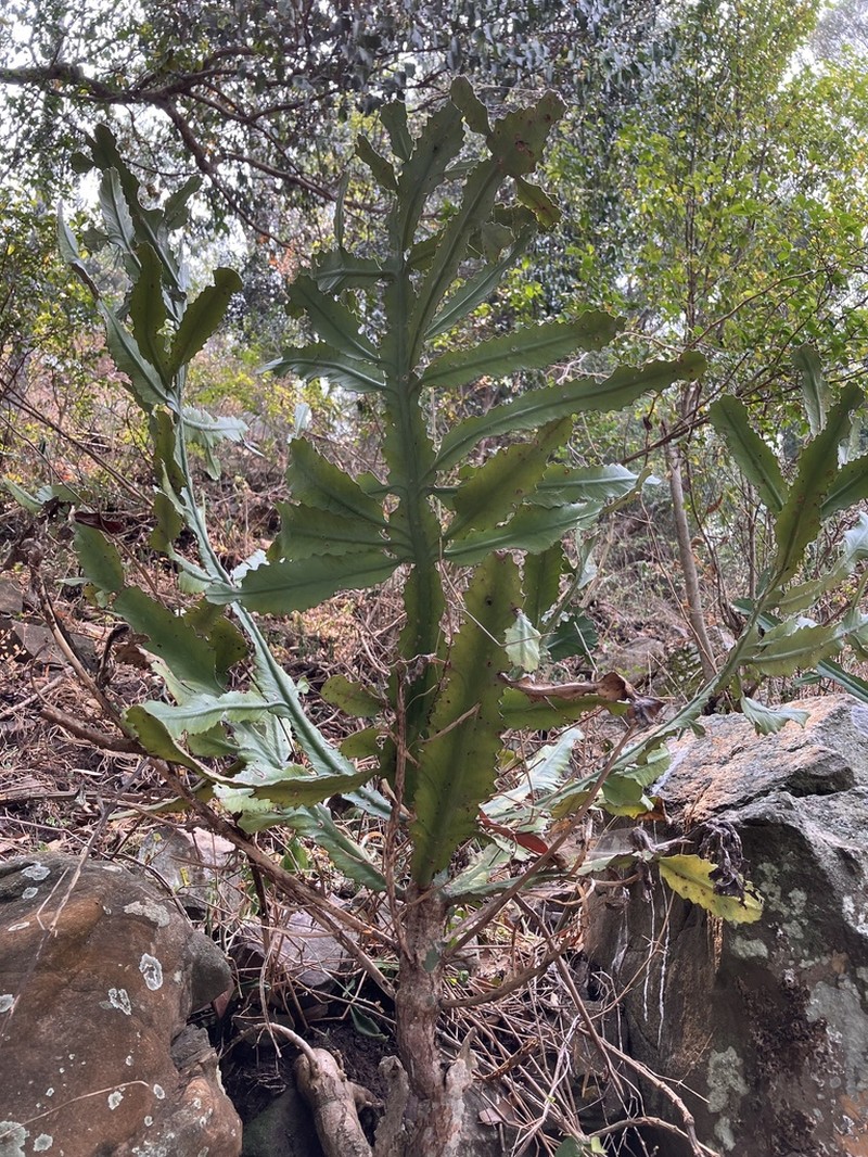 Euphorbia dawei