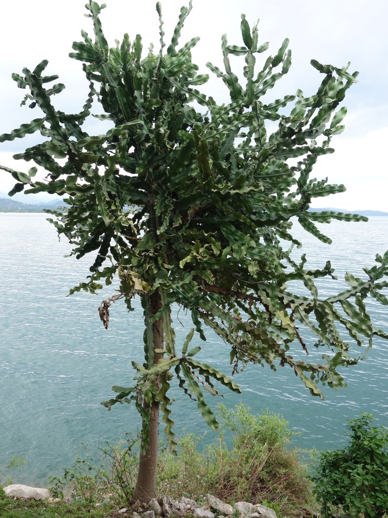 Euphorbia dawei photo 2