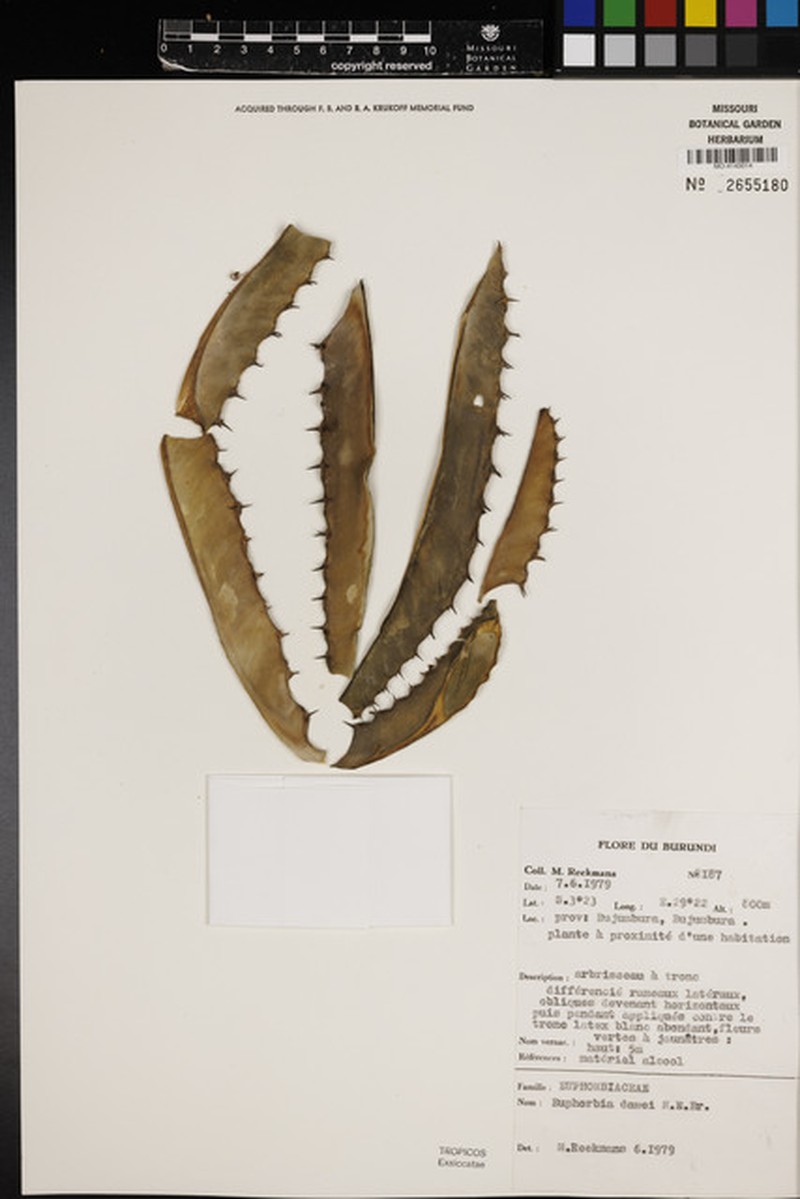 Euphorbia dawei photo 8