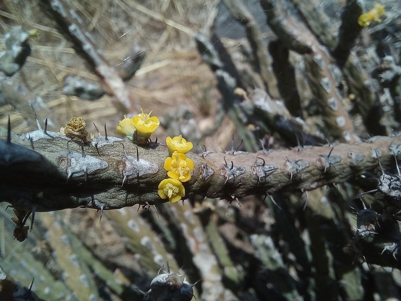 Euphorbia debilispina photo 2