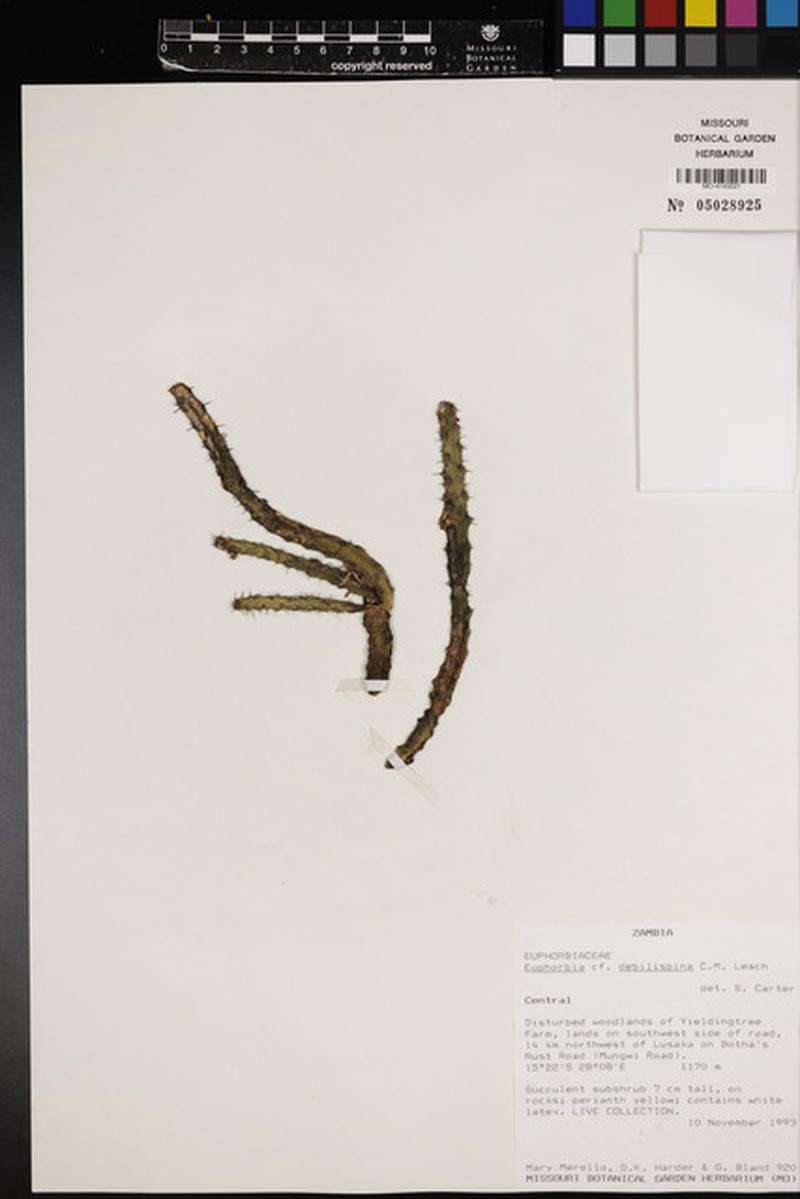 Euphorbia debilispina photo 3