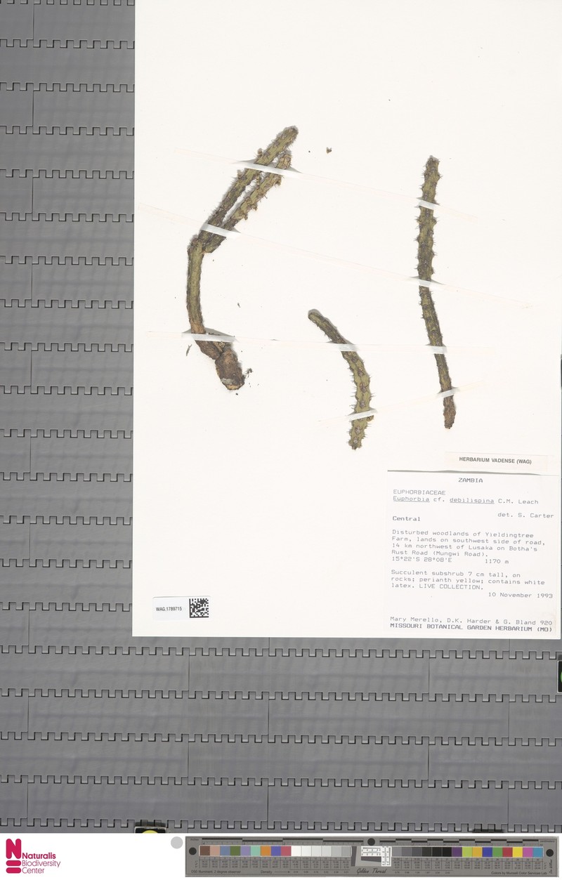 Euphorbia debilispina photo 4