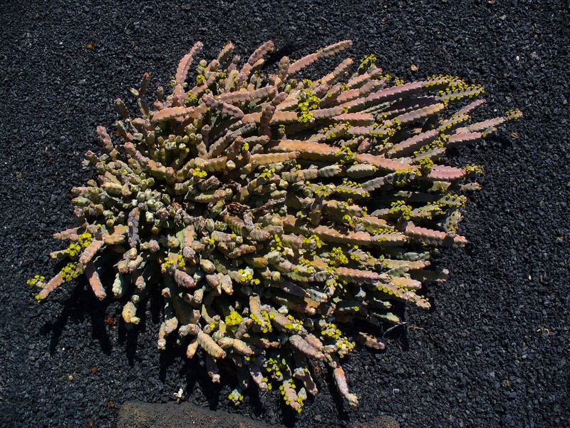 Euphorbia debilispina