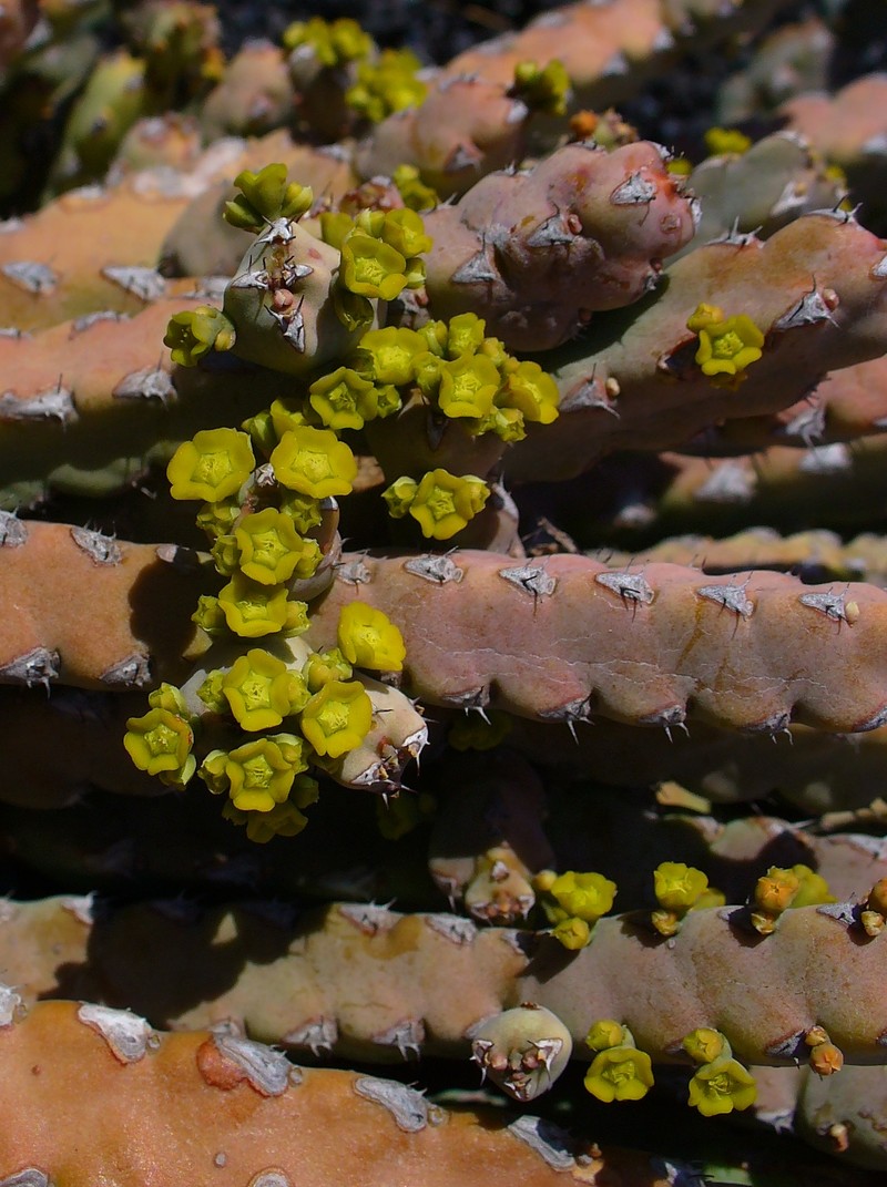 Euphorbia debilispina photo 6