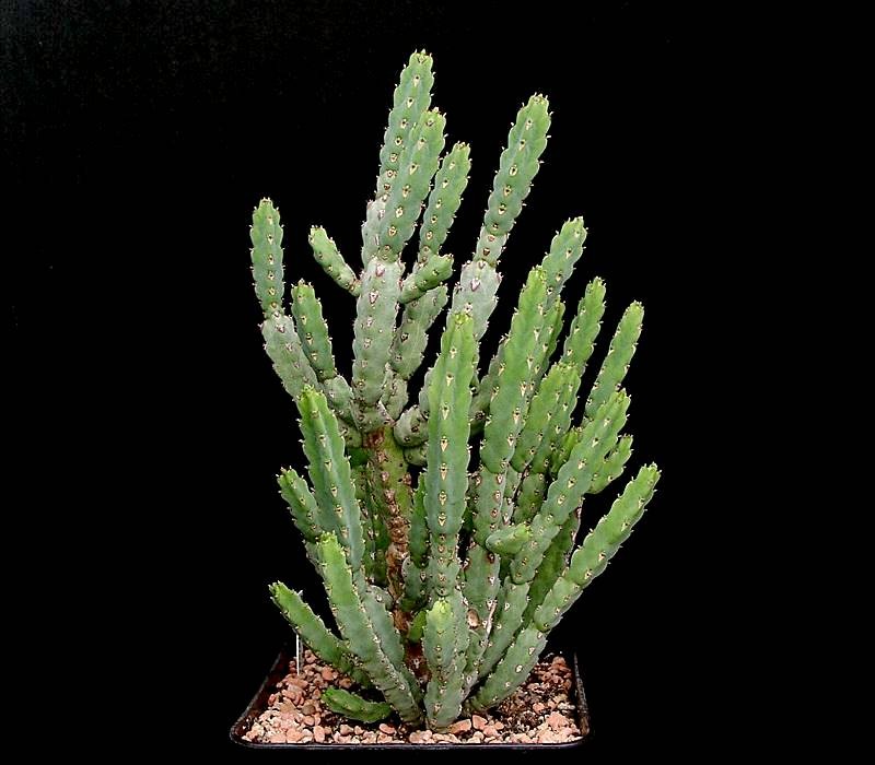 Euphorbia debilispina photo 7