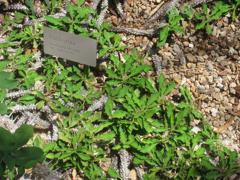 Euphorbia decaryi