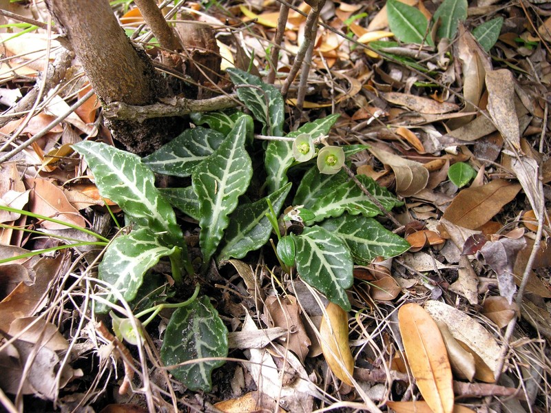 Euphorbia decaryi var. decaryi