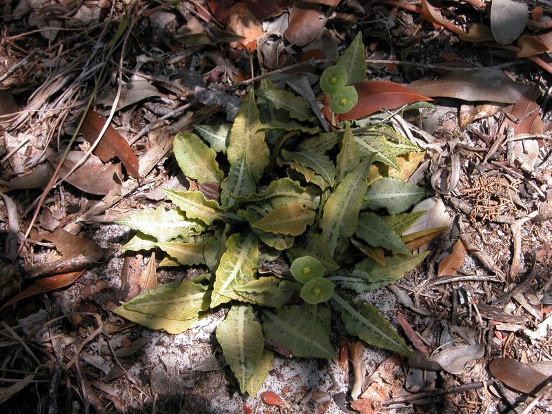 Euphorbia decaryi var. decaryi photo 2