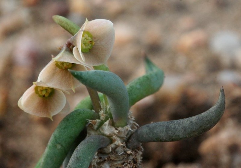 Euphorbia decaryi var. decaryi photo 3
