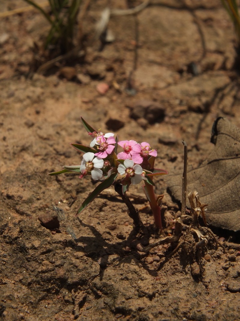 Euphorbia deccanensis photo 2