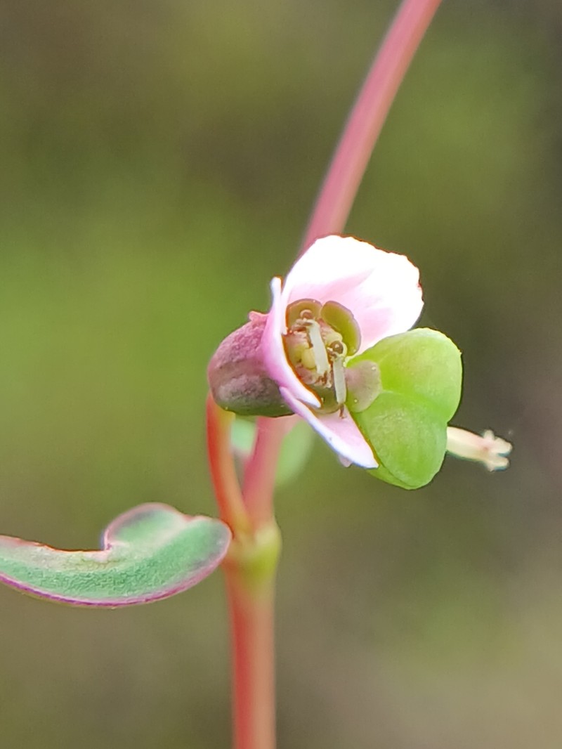 Euphorbia deccanensis photo 4