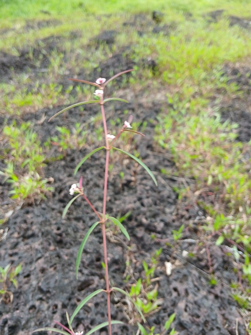 Euphorbia deccanensis photo 7