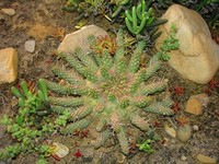 Euphorbia decepta