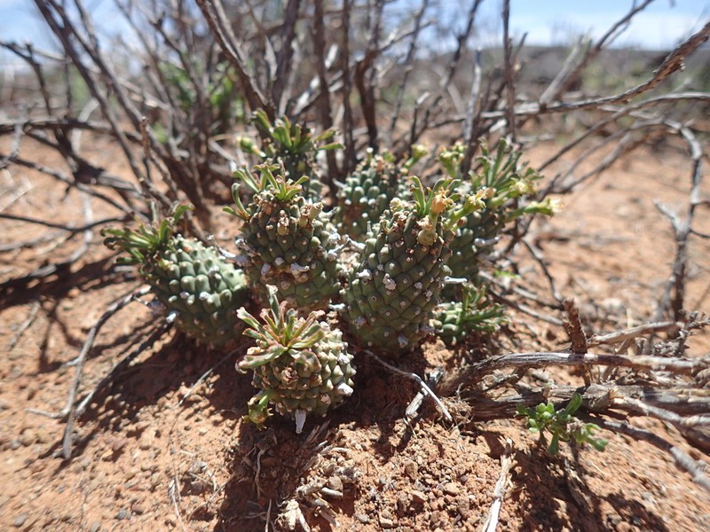 Euphorbia decepta photo 2