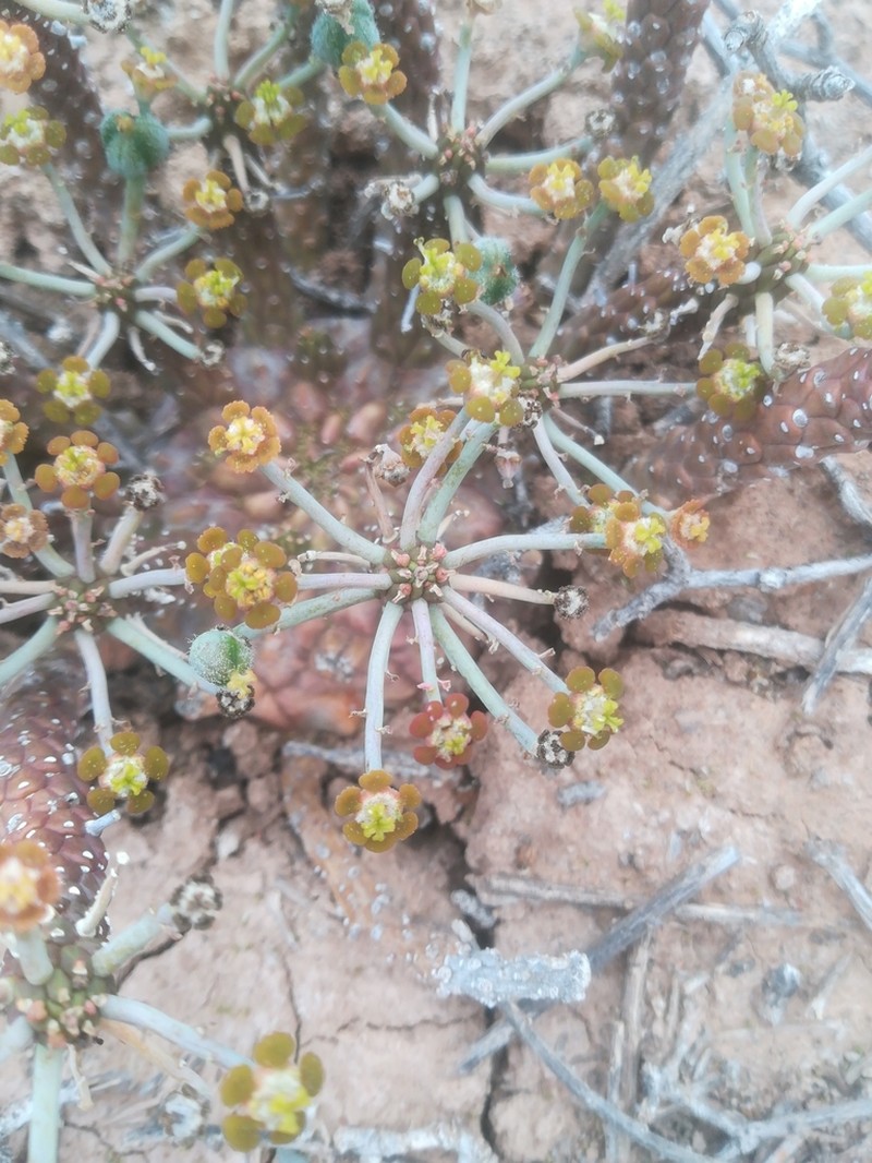 Euphorbia decepta photo 3