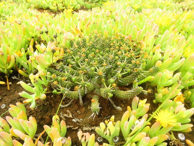 Euphorbia decepta photo 4