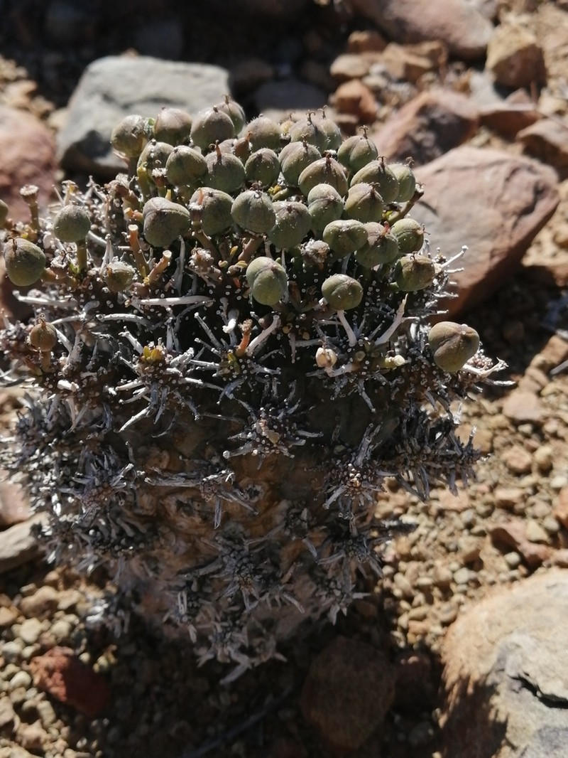 Euphorbia decepta photo 5