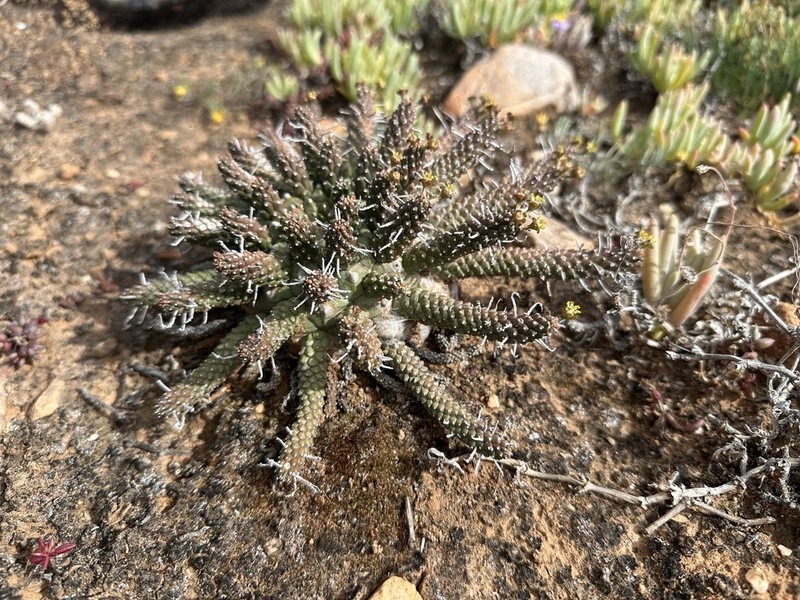 Euphorbia decepta photo 6