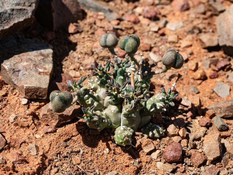 Euphorbia decepta photo 7