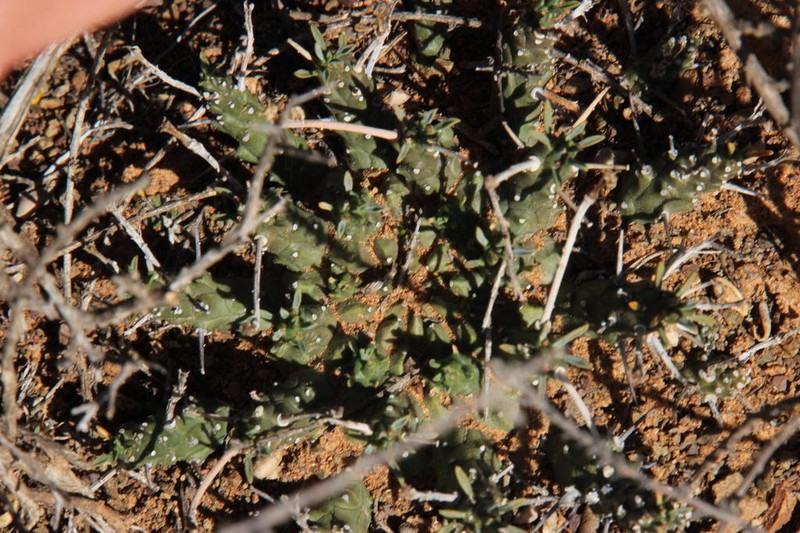 Euphorbia decepta photo 8