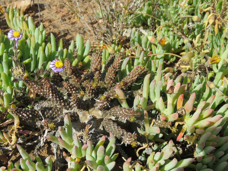 Euphorbia decepta subsp. gamkensis
