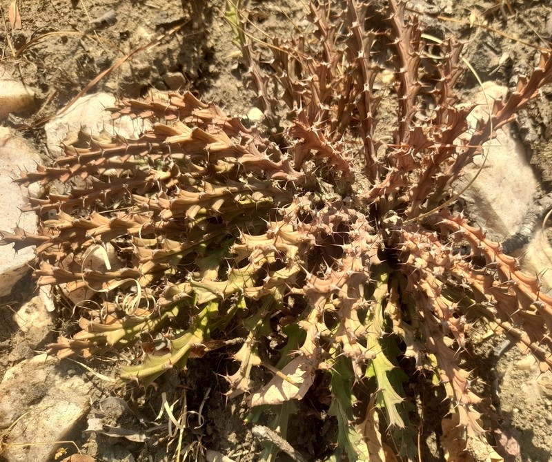 Euphorbia decidua photo 3