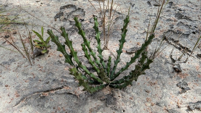 Euphorbia decidua photo 4