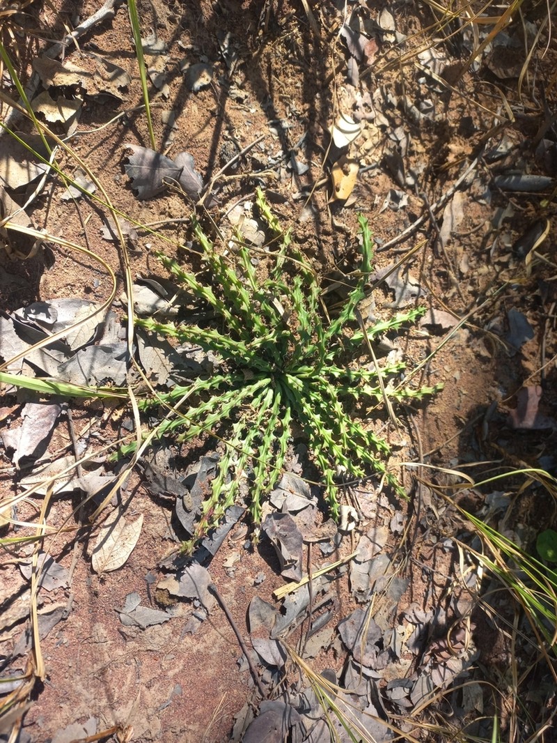 Euphorbia decidua photo 5