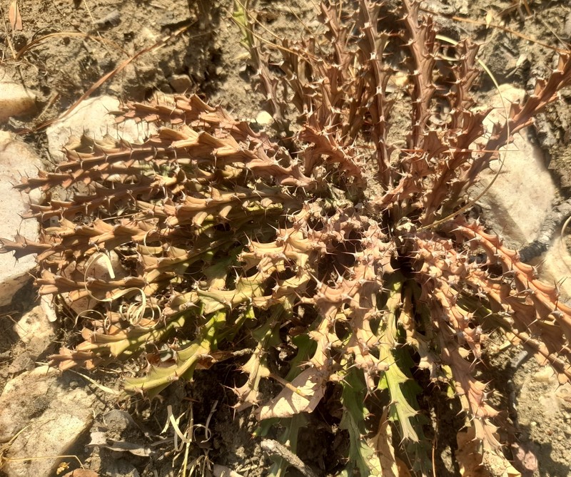 Euphorbia decidua photo 6