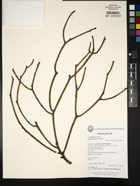 Euphorbia decorsei