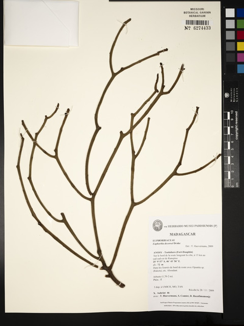 Euphorbia decorsei