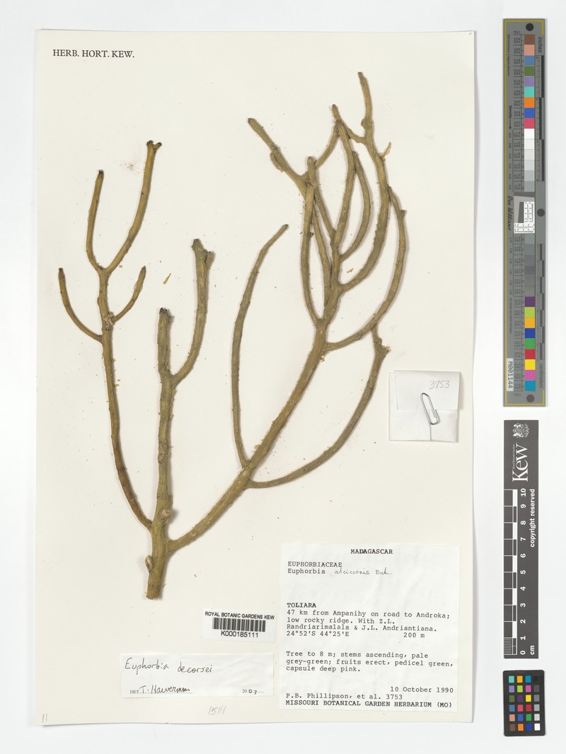 Euphorbia decorsei photo 3