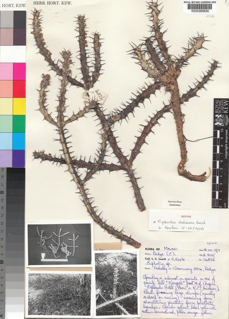 Euphorbia dedzana