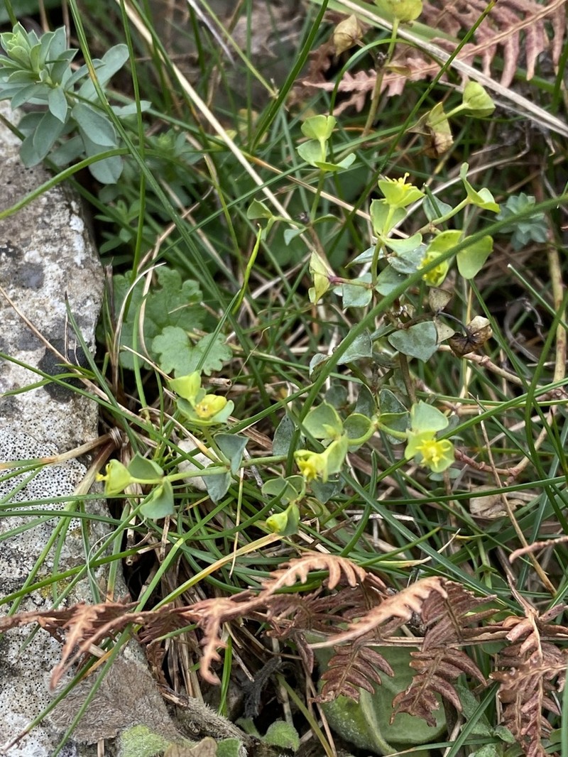 Euphorbia deflexa