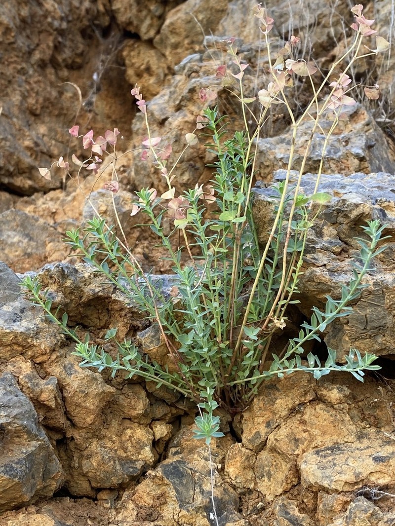 Euphorbia deflexa photo 2