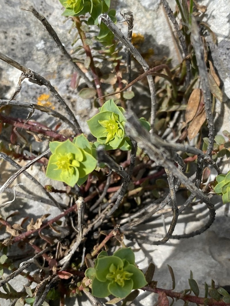 Euphorbia deflexa photo 3