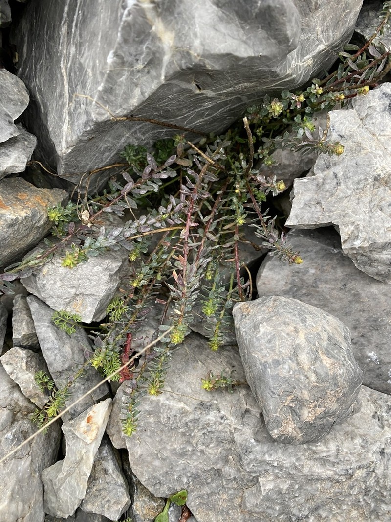 Euphorbia deflexa photo 5