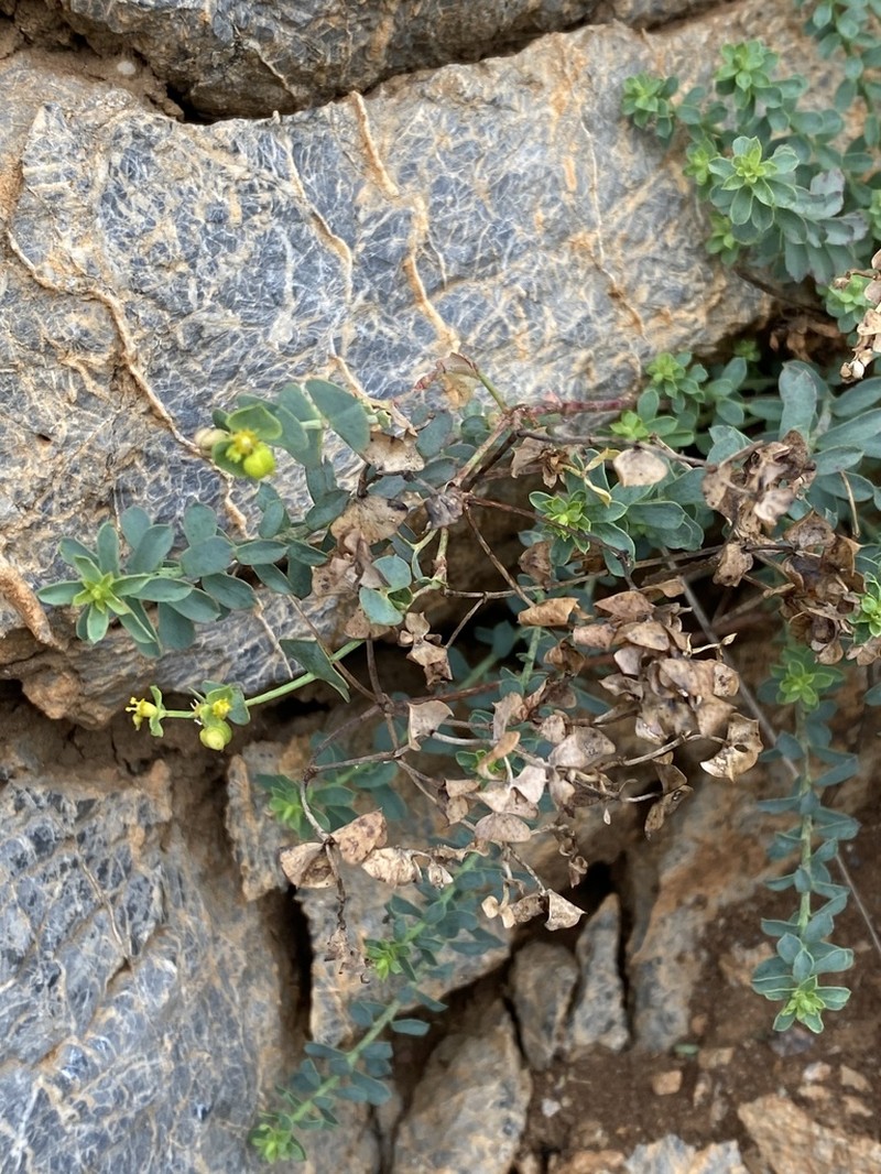 Euphorbia deflexa photo 6