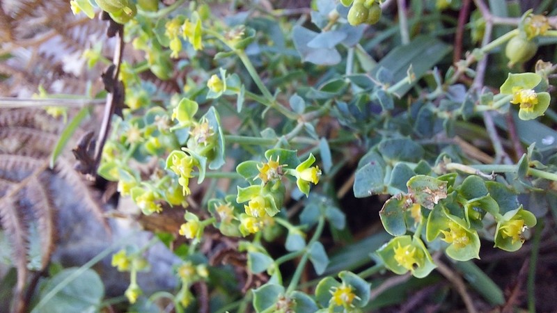 Euphorbia deflexa photo 8