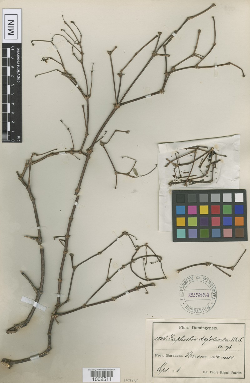 Euphorbia defoliata
