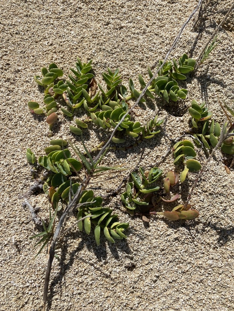 Beach Sandmat photo 5