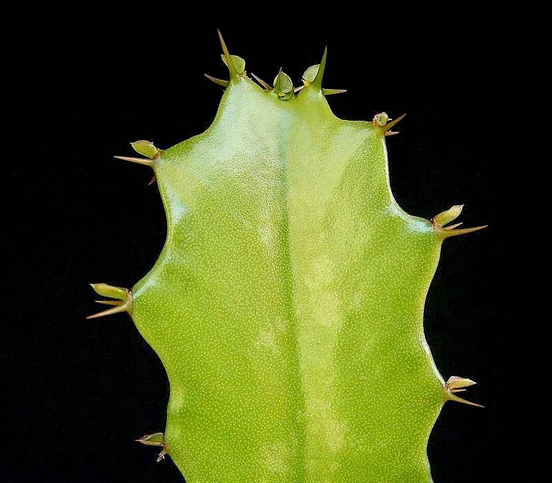 Euphorbia deightonii
