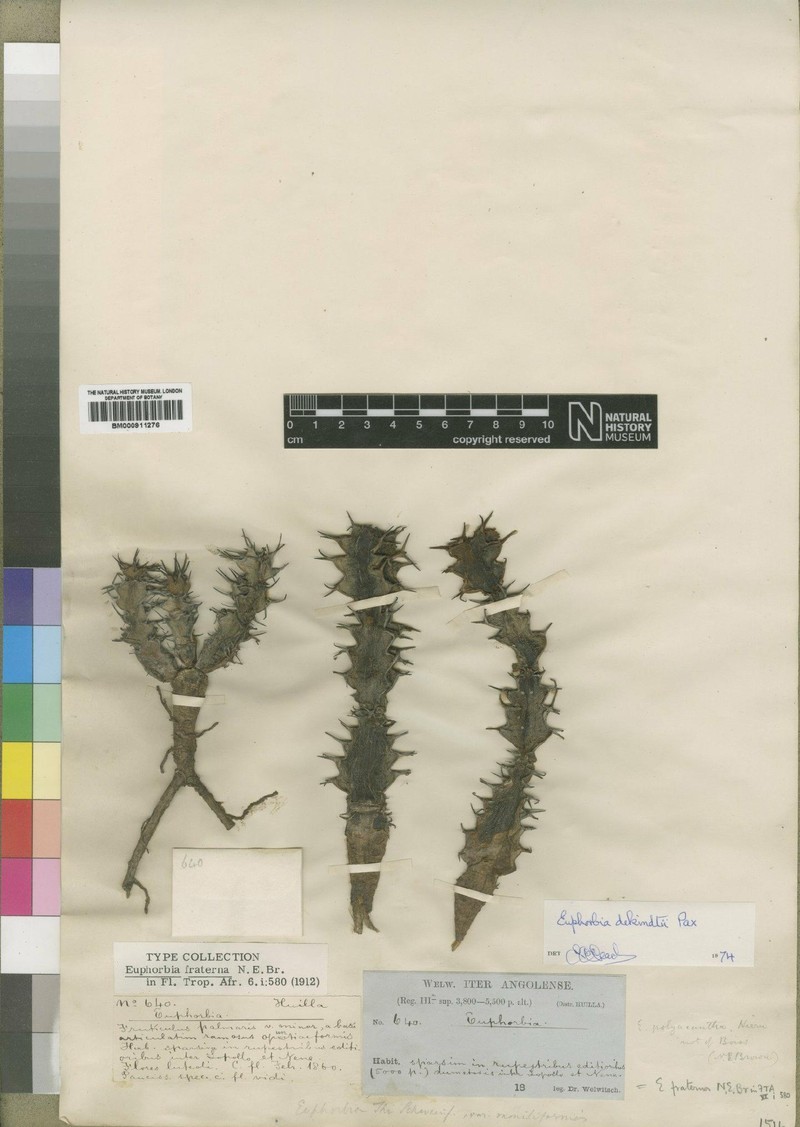 Euphorbia dekindtii
